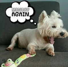 CartersCollecta's tweet photo. #MondayMotivation #HappyNewWeek #StaySafe
Up at silly o/c (cramp)
Theme: #Desktop
Weekend Priority List:
*#Parcels2Pack
*Processing
Stuck for #GiftIdeas?
Check out our #Antique / #vintage / #Collectables website
#MHHSBD
https://t.co/NPLKhy4hIL https://t.co/OETLEskkPy