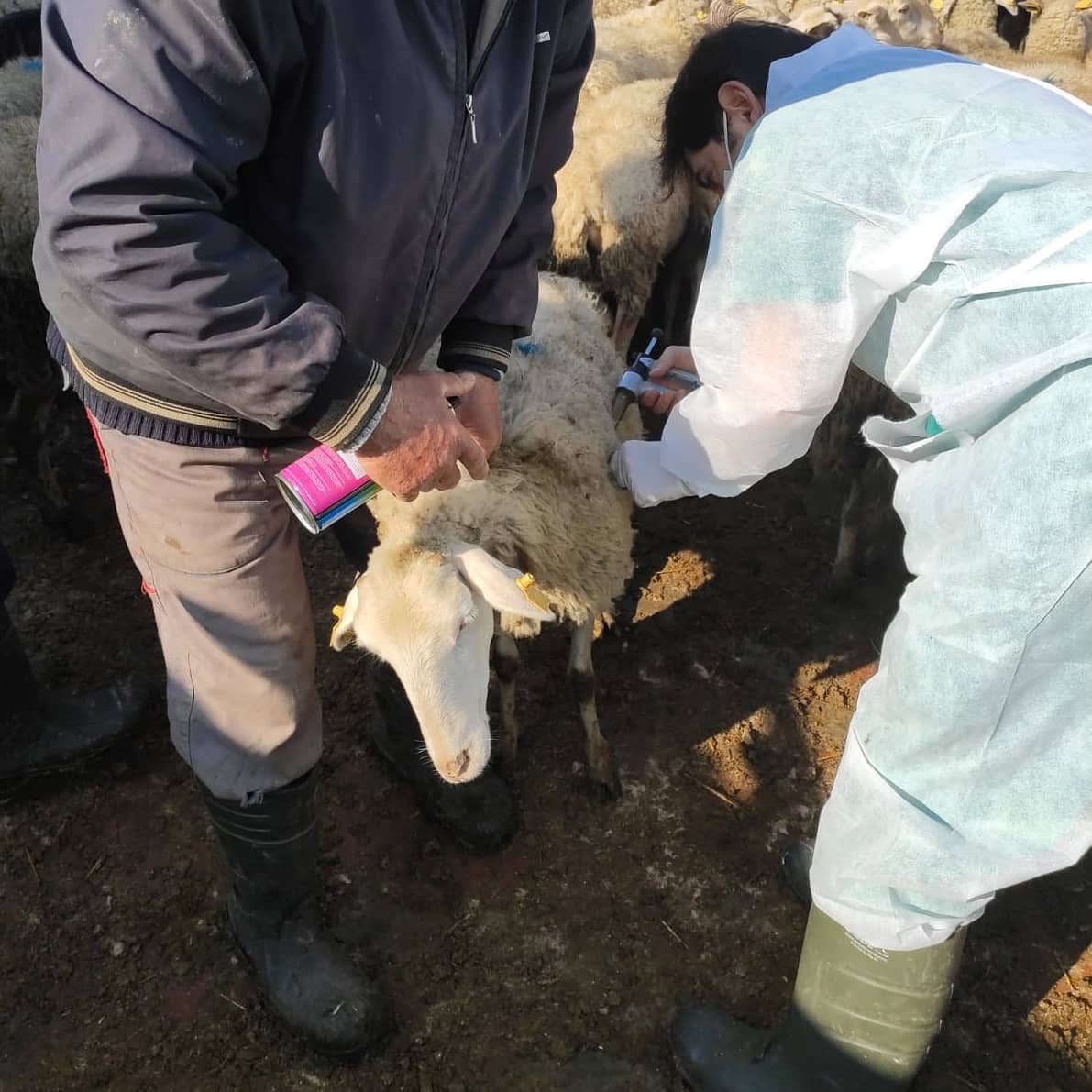 sultangazitarim's tweet photo. Veteriner hekimi ekiplerimiz Trakya bölgesinin şaptan ari kalabilmesi ve hastalığı engellemek için küçükbaş turvacoil ve brucella aşılaması yaptı. Her alanda ve koşulda mücadeleye devam edip hep birlikte güzel günler göreceğiz.#Brucella #Turvacoil @ahmety_karaca @bekirpakdemirli https://t.co/6FinTBGMzj