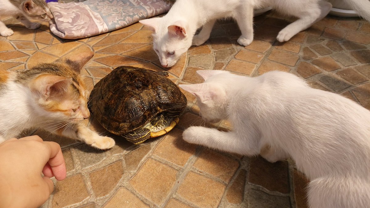 neonfatmilk's tweet photo. Ah yes, a new generation of kittens to harass Liz. https://t.co/4utaNU2yLJ
