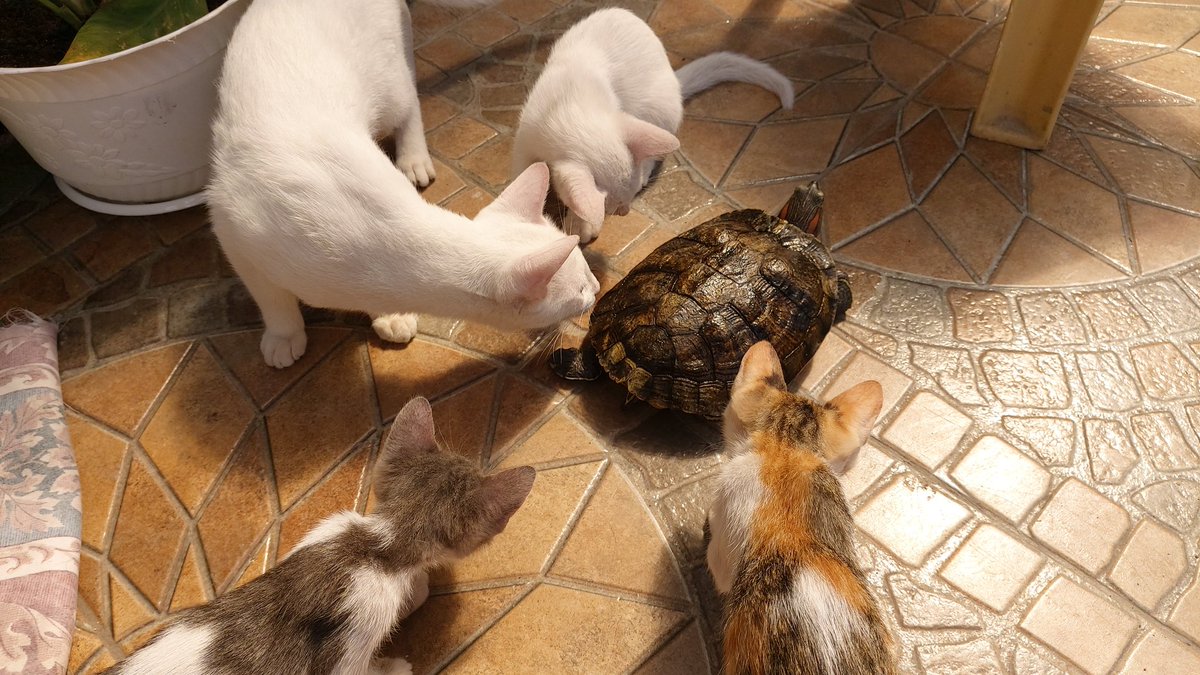 neonfatmilk's tweet photo. Ah yes, a new generation of kittens to harass Liz. https://t.co/4utaNU2yLJ