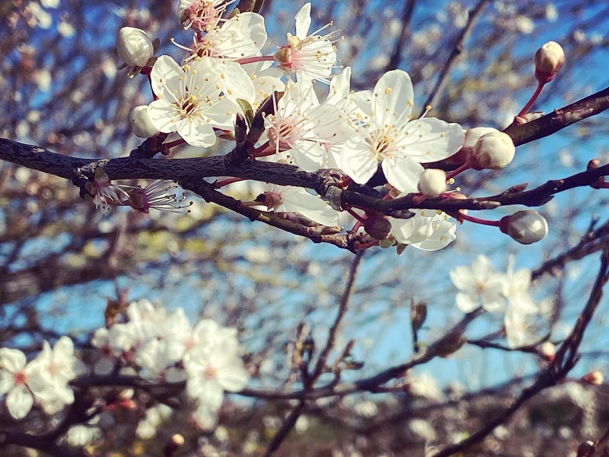 WalkinginKent's tweet image. Blossom and storm kill at Pegwell Bay 
.
.
.
.
#pegwellbay #stormkill #blossom #springblossom #pegwell #cliffsend #thanet #thanetcoast #thanetlife #thanetbeach #thanetwildlife #kent #walkinginkent #kentcoast #hovercraftport #pegwellhoverport #tidalestuary #shells #estuary