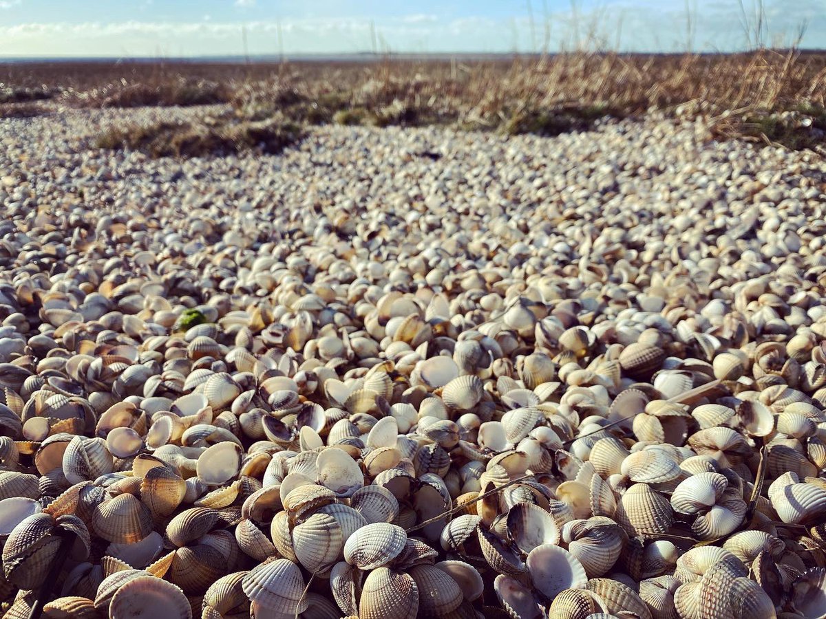 WalkinginKent's tweet image. Blossom and storm kill at Pegwell Bay 
.
.
.
.
#pegwellbay #stormkill #blossom #springblossom #pegwell #cliffsend #thanet #thanetcoast #thanetlife #thanetbeach #thanetwildlife #kent #walkinginkent #kentcoast #hovercraftport #pegwellhoverport #tidalestuary #shells #estuary