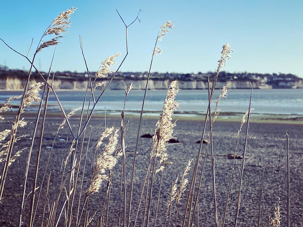 WalkinginKent's tweet image. Blossom and storm kill at Pegwell Bay 
.
.
.
.
#pegwellbay #stormkill #blossom #springblossom #pegwell #cliffsend #thanet #thanetcoast #thanetlife #thanetbeach #thanetwildlife #kent #walkinginkent #kentcoast #hovercraftport #pegwellhoverport #tidalestuary #shells #estuary