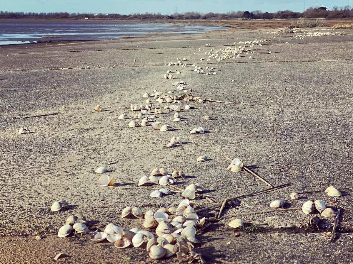 WalkinginKent's tweet image. Billowing grass and storm kill at Pegwell Bay 
.
.
.
.
#pegwellbay #stormkill #blossom #springblossom #pegwell #cliffsend #thanet #thanetcoast #thanetlife #thanetbeach #thanetwildlife #kent #walkinginkent #kentcoast #pegwellhoverport #tidalestuary #shells  #vikingcoastaltrail