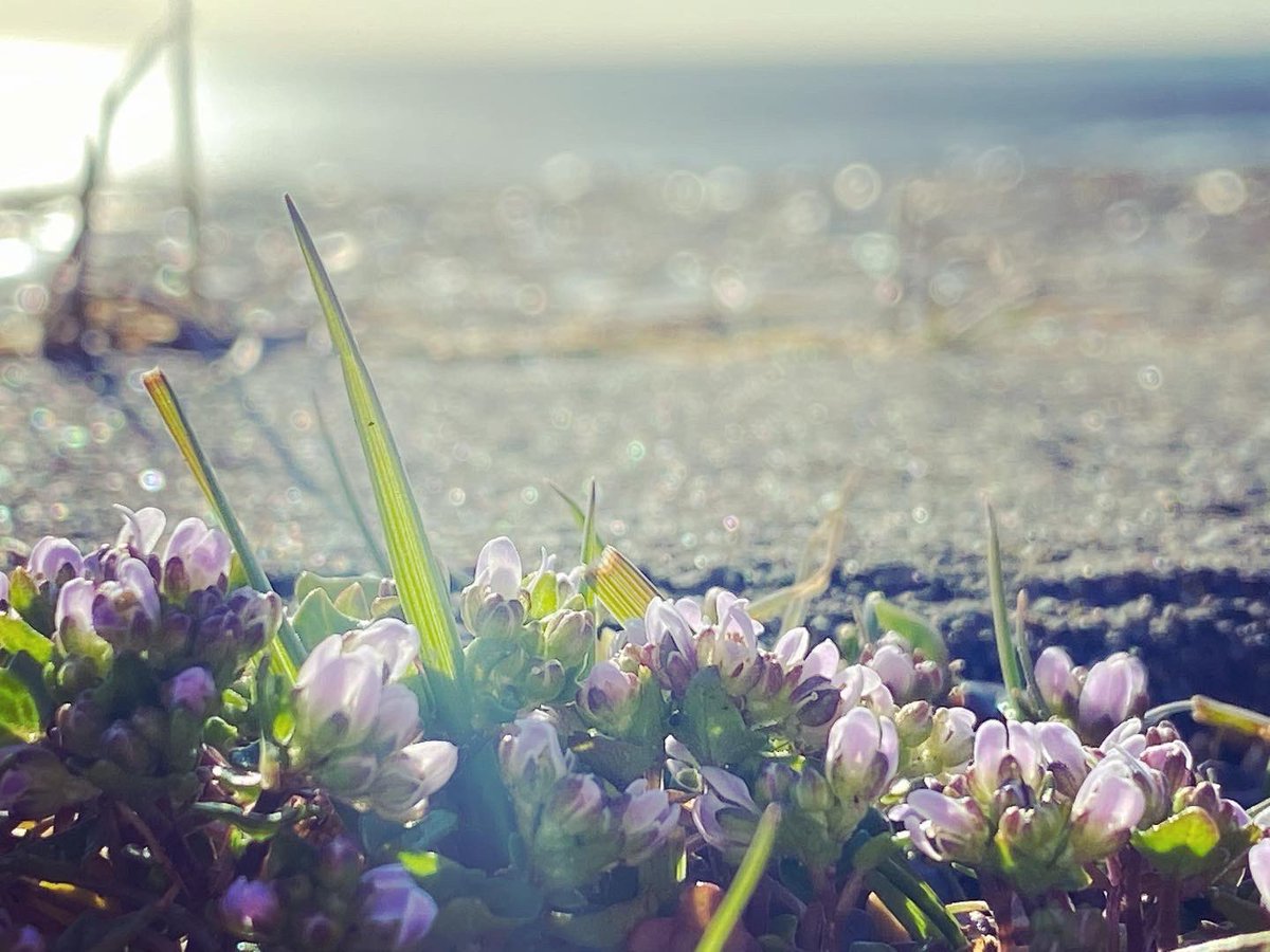 WalkinginKent's tweet image. Billowing grass and storm kill at Pegwell Bay 
.
.
.
.
#pegwellbay #stormkill #blossom #springblossom #pegwell #cliffsend #thanet #thanetcoast #thanetlife #thanetbeach #thanetwildlife #kent #walkinginkent #kentcoast #pegwellhoverport #tidalestuary #shells  #vikingcoastaltrail