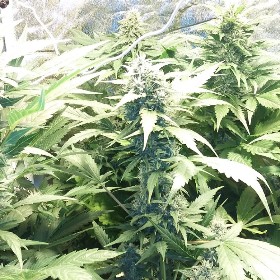 Comenzamos la semana Mr.Eiden , un cruce de somango x critical que no puede dejar de estar en tu cultivo 🔝🔝🔝 #cannabis #cannabisseeds #cannabiscommunity #cbd #seedscannabis #higlife #weed🍁#weedporn