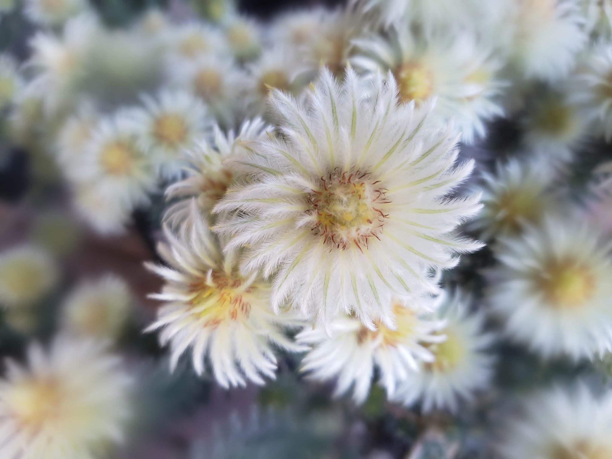 M フィリカプベッセンス ワフトフェザー ふわふわがとってもかわいい 南アフリカ原産の植物です𓂃 𓈒𓏸 花言葉 明るさ 𖡼 𖤣𖥧𖡼𖡼 𖤣𖥧𖡼𖡼 𖤣𖥧𖡼𖡼 𖥧 花言葉 花 Flowers はながすきな人と繋がりたい フィリカ 花の写真 花のある