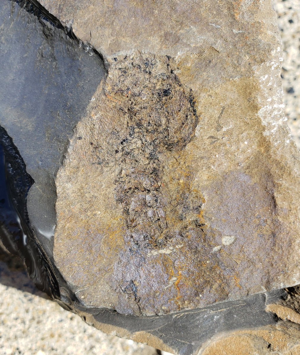 みなみさんりく発掘ミュージアム おわかりいただけただろうか 産出しているほとんどが保存状態の悪い国内最古のエビ 化石ですが 本日のエビちゃんは頭胸部 腹部の保存が比較的良好 ザリガニ型です 南三陸