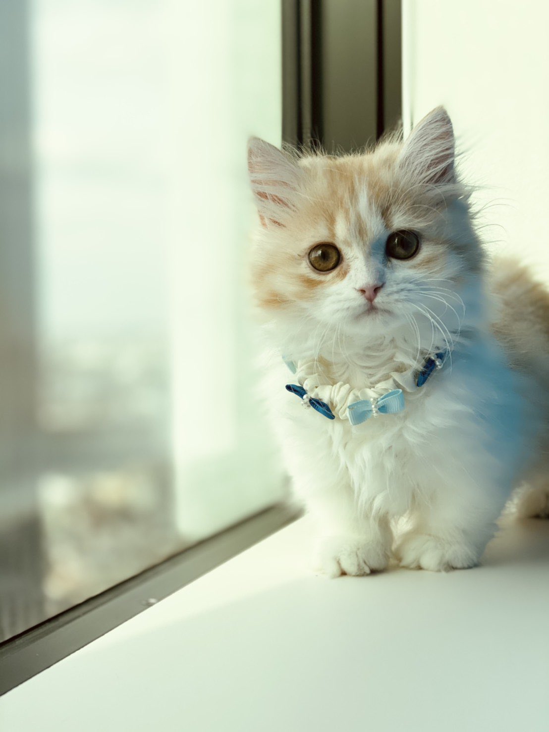 シシィ 長毛短足マンチカン Twitter始めたばかりの短足マンチカンちゃんです 日常の可愛い姿を沢山あげられたらと思います フォローしていただけたら嬉しいです 猫好きさんと繋がりたい マンチカン 猫 短足 長毛 可愛い T Co