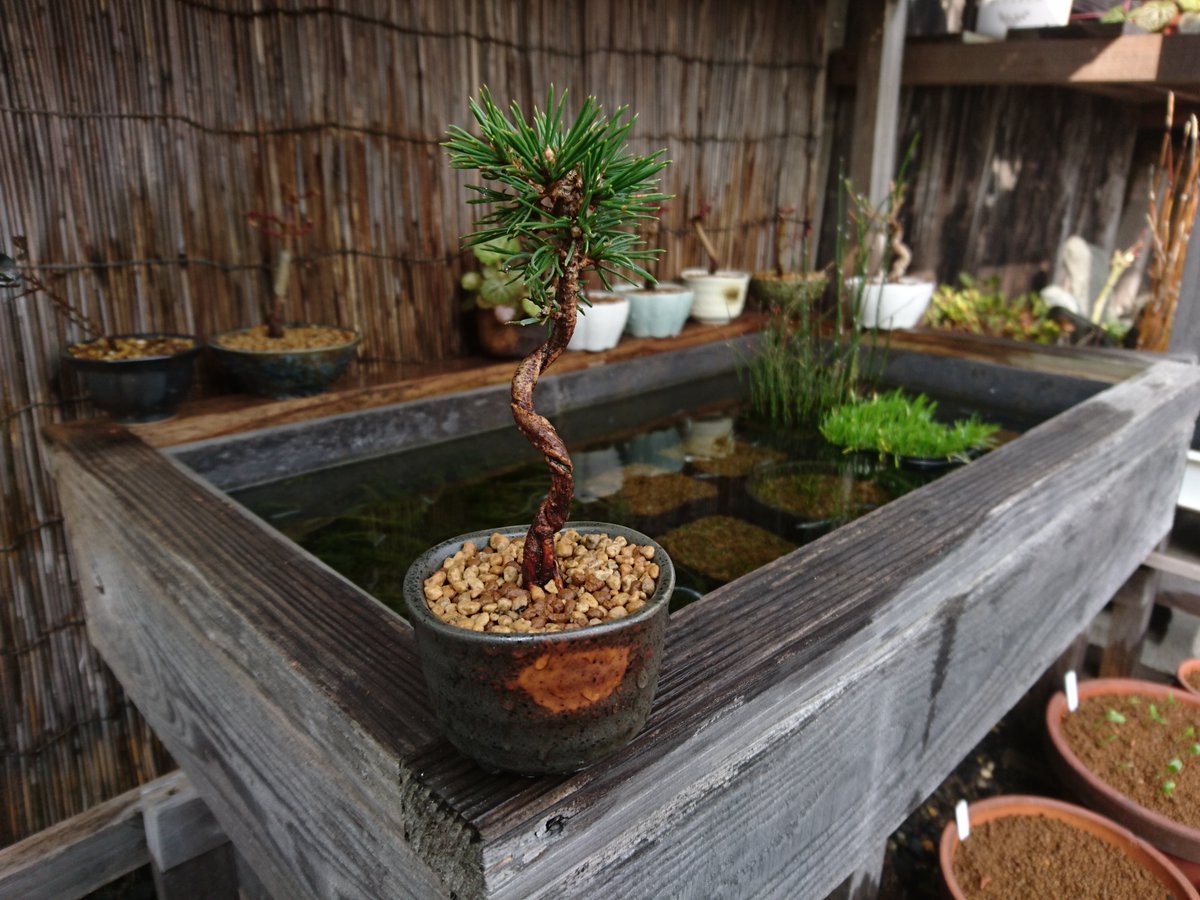 メダカの大工 3月の後半になり 暖かくなりました メダカのビオトープにミニ盆栽を飾り 楽しんでいます ホームセンターの黒松を 100均のお猪口に穴を開けた鉢に植え替えました 樹高10センチぐらいですので 針金で曲げて もう少し小さくしたいです