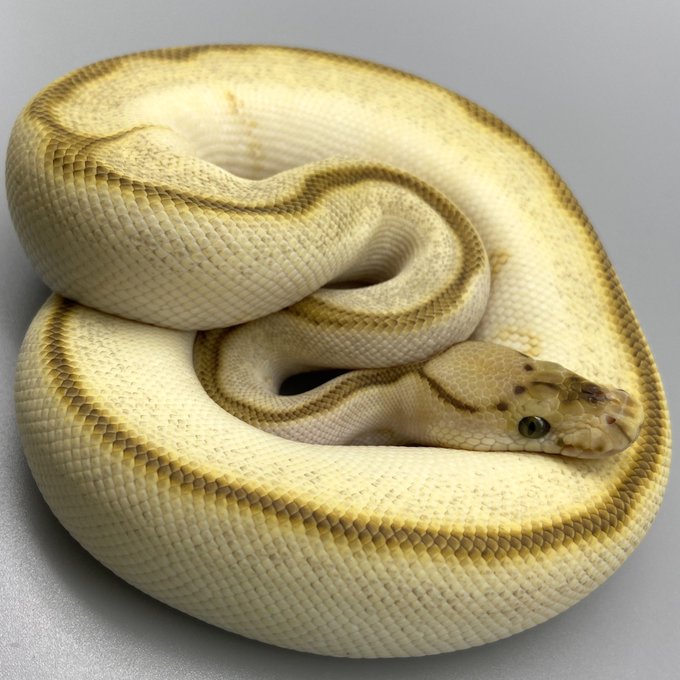 ボールパイソンのtwitterイラスト検索結果