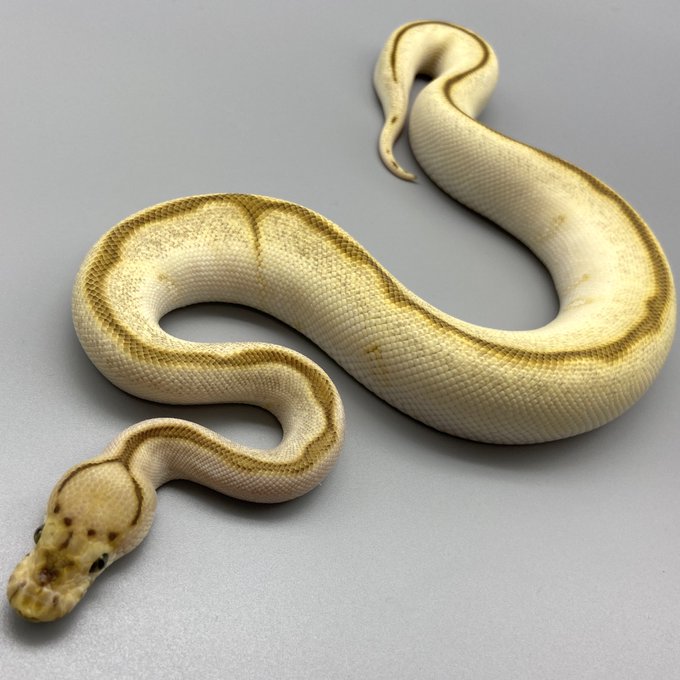 ボールパイソンのtwitterイラスト検索結果