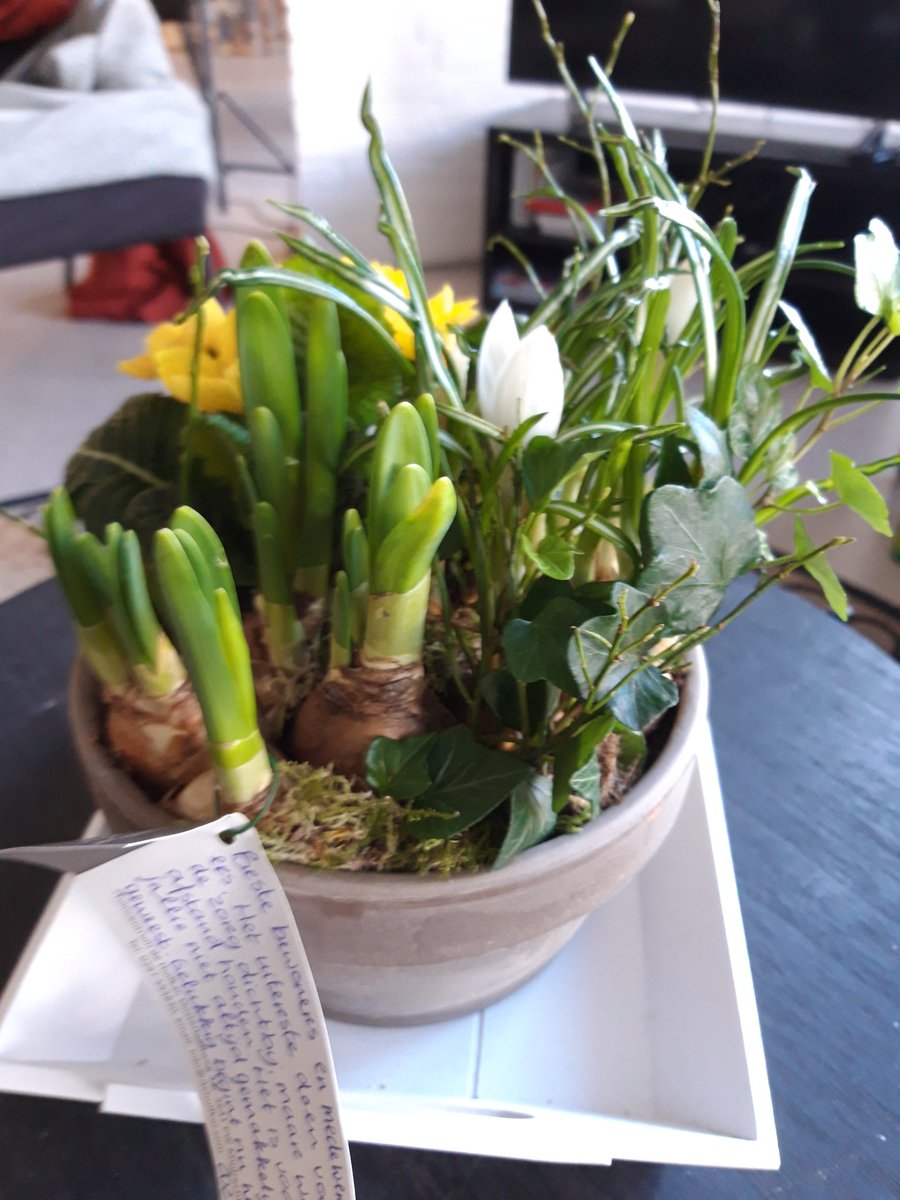 Dank je wel. Voor de lieve woorden en het voorjaarplantje @albertaschuurs <a href="/gemeentedrv/">Gem. De Ronde Venen</a>