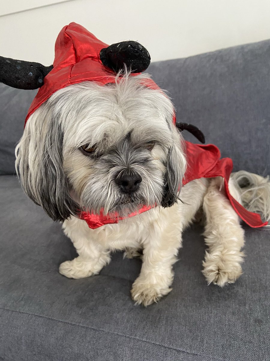 Wasn't able to take a picture for #eldertwtselfieday this month so instead here are some pictures of my dog instead