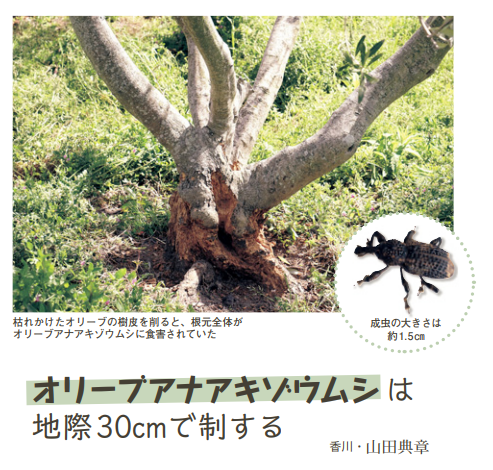 ルーラル電子図書館 そこで 今日のオススメ では オリーブアナアキゾウムシは地際30cmで制する という記事をご紹介 オリーブをオリーブアナアキゾウムシから守るのに最も確実な方法は 畑を定期的に見回り ゾウムシの幼虫を駆除することだそうです ルーラル電子図書館 そこで 今日のオススメ では オリーブアナアキゾウムシは地際30cmで制する という記事をご紹介 オリーブをオリーブアナアキゾウムシから守るのに最も確実な方法は 畑を定期的に見回り ゾウムシの幼虫を駆除することだそうです