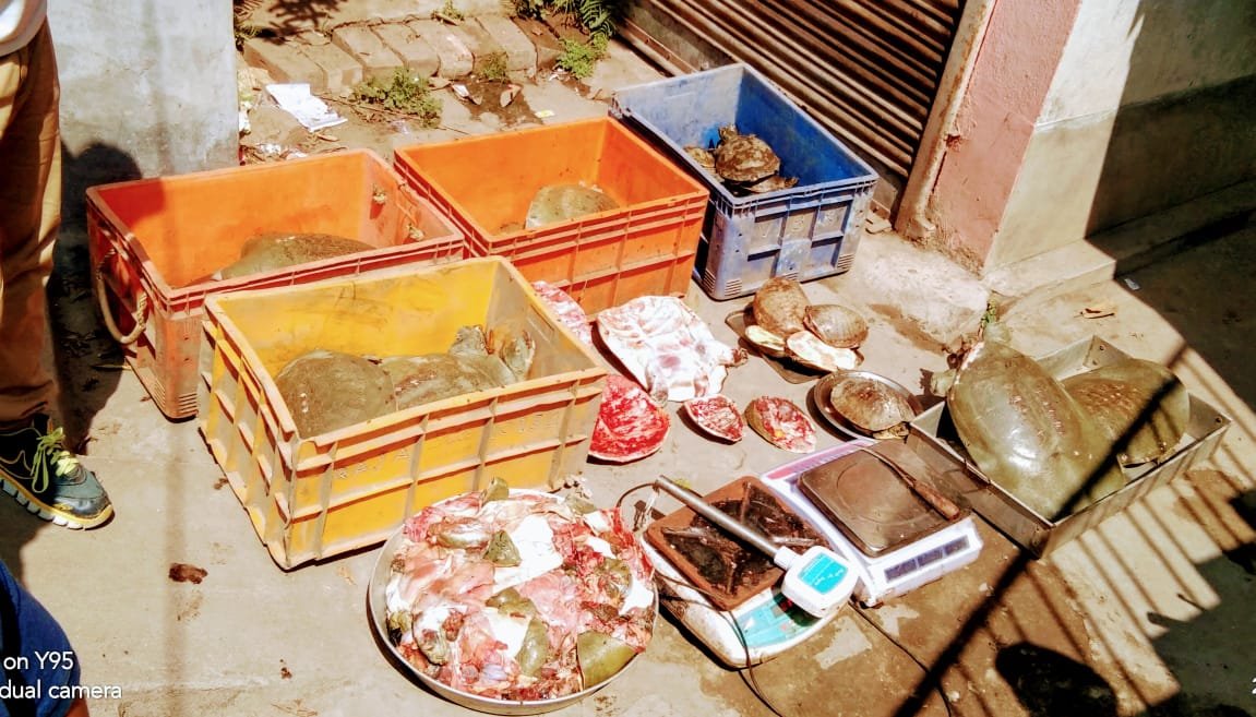 Committed to end wildlife crime!

A huge cache of #wildlife contraband including 21 Indian &amp; 08 Ganges softshell turtles, 01 Indian tent turtle, 06 dead Indian softshell turtles &amp; 02 turtle-shells were seized.