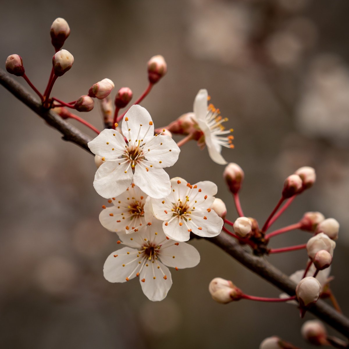 Spring Blossom <a href="/TicesMeadow/">Tice’s Meadow Bird Group</a> #BlossomWatch