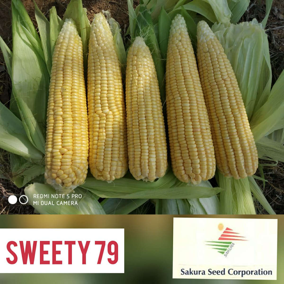 Sakuraseed1's tweet photo. Buy Sakura Hybrid Sweetcorn F1 Sweety -79
Production/Acre - 8-10 tones/acre approx
Description - Sakura seeds provide long uniform cylindrical crops.
+91-8884261708
Visit- https://t.co/wyVhQq3GQ4
#sweetcorner #sweetcornrelish #seeds #sweetcornchowder #sweetcornseed #sweetcornsoup https://t.co/RPzGBX02SS