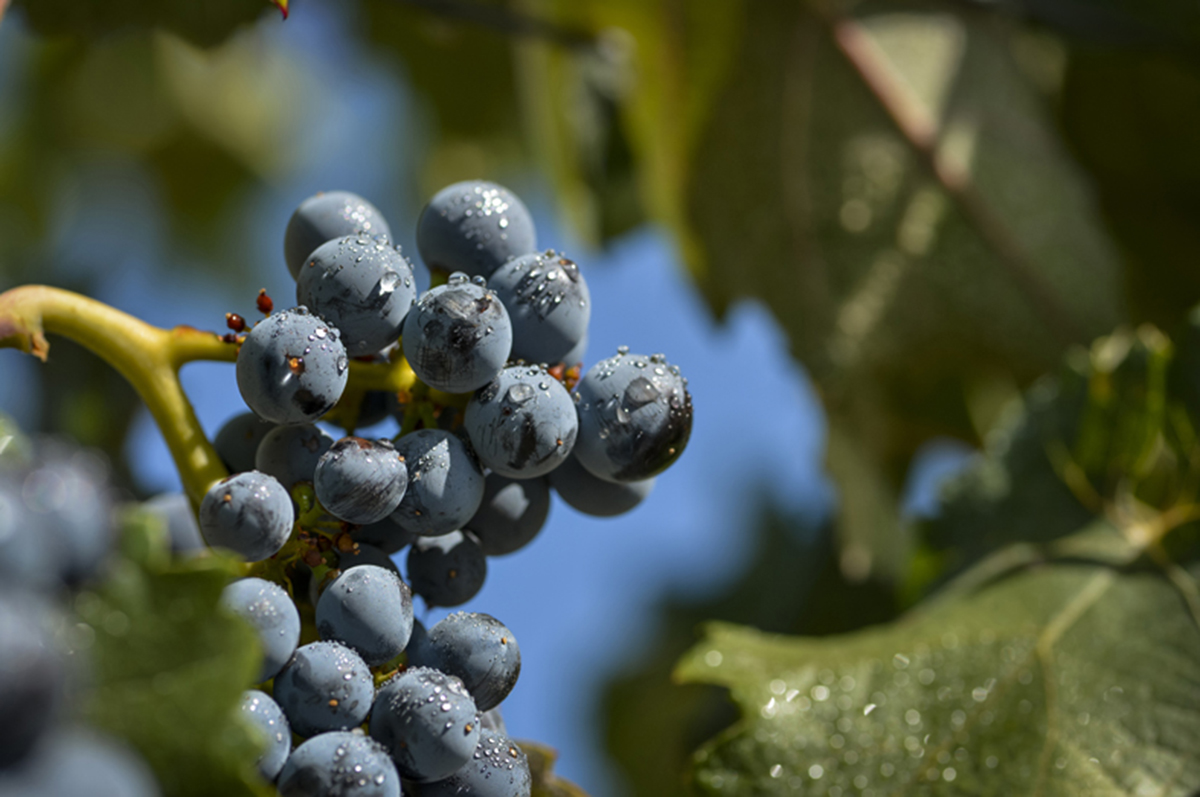 👉La recuperació de raïms del Pirineu s'assajarà amb noves plantacions🍇. ✍️Per <a href="/JordiBes/">Jordi Bes Lozano</a> 
naciodigital.cat/cupatges/notic…