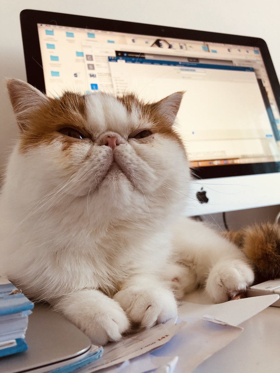 NevzorovaYulia's tweet image. My Reviewer#3 🖥🐈#catscience