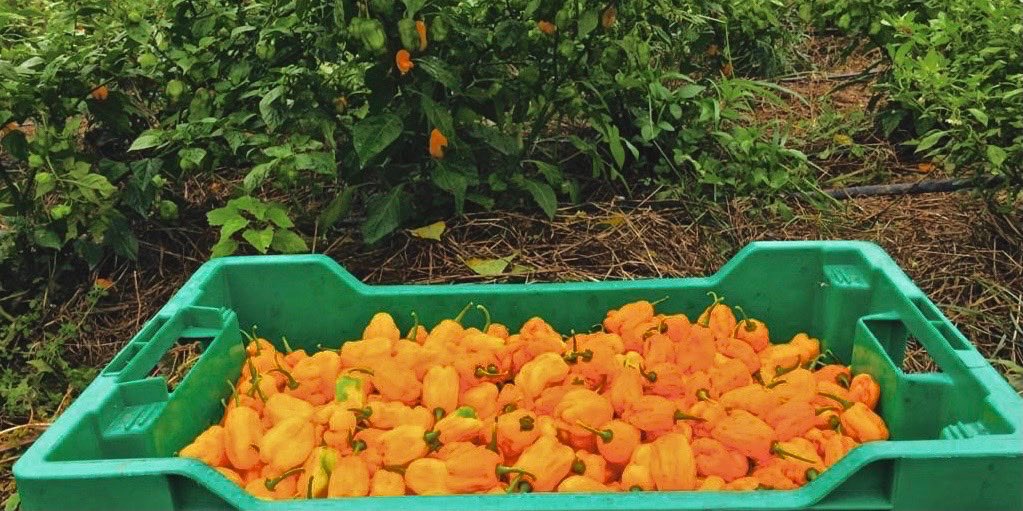 RICA_Rwanda's tweet image. RICA students finished harvesting African yellow peppers. Peas and beans will be their next crops. #Rwanda_Edu, #RwandaAgri