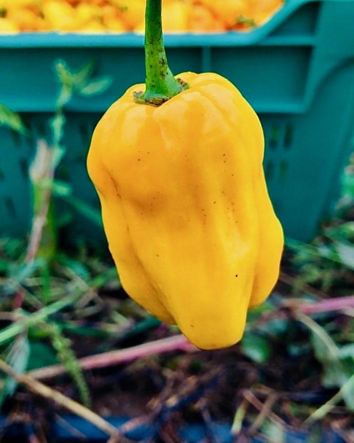 RICA_Rwanda's tweet image. RICA students finished harvesting African yellow peppers. Peas and beans will be their next crops. #Rwanda_Edu, #RwandaAgri
