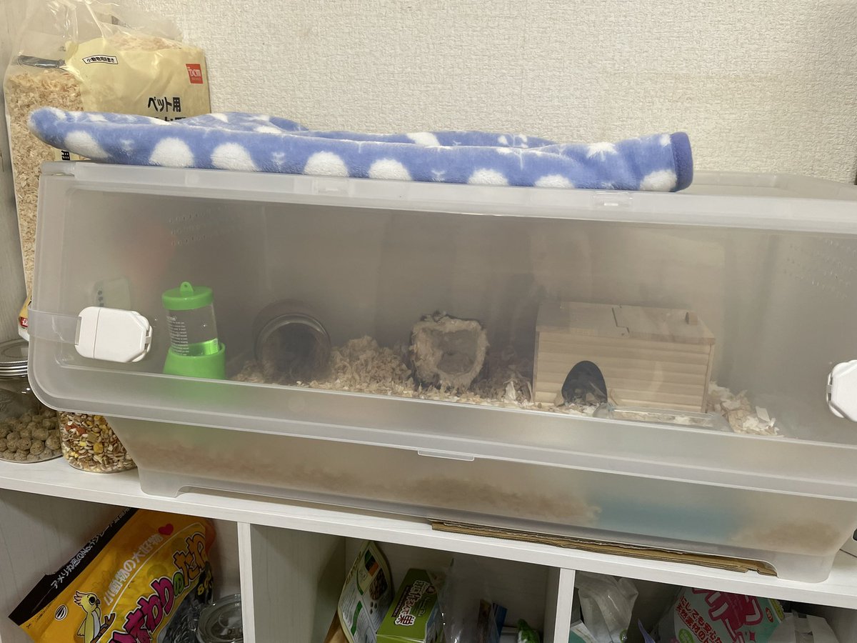 ちゃちゃまる ハム垢 ケージが狭くて 新しくしたんだけど Ikeaのこれを使ってる方いますか 広さは十分だけど やっぱり市販のケージじゃないから ちょっと脱走とか心配 ゴールデンハムスター 手作りケージ Ikea収納 ハムスター好き