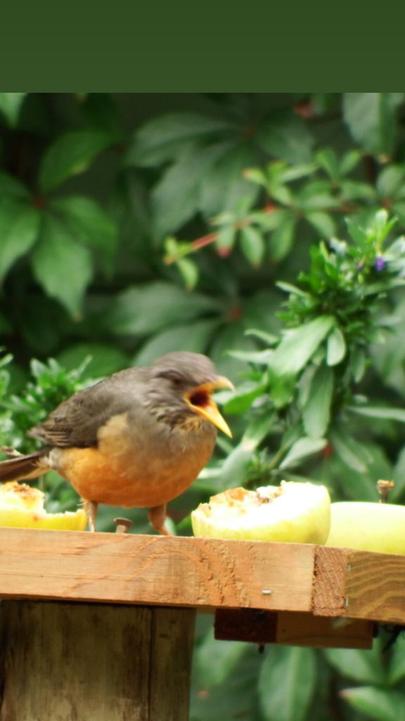 FriendlyCityPE's tweet photo. #Birds in our garden at Taunton, a place to stay in #Gqeberha  #EasternCape #SouthAfrica visit https://t.co/plHj6xI3aD https://t.co/c00mrLW6Z4