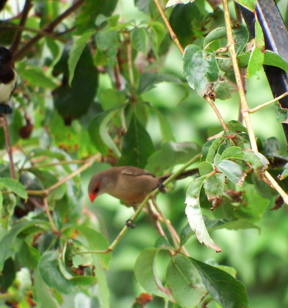 FriendlyCityPE's tweet photo. #Birds in our garden at Taunton, a place to stay in #Gqeberha  #EasternCape #SouthAfrica visit https://t.co/plHj6xI3aD https://t.co/c00mrLW6Z4