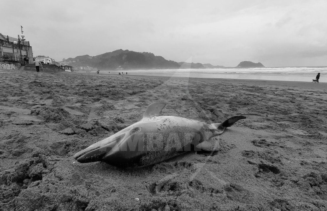 Izurde arrunta, Zarautz (2021/03/14)