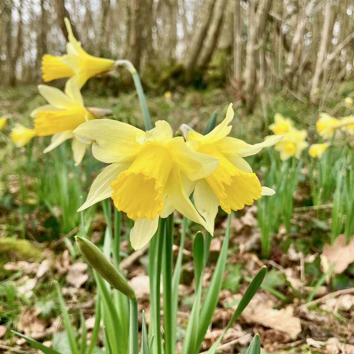 inDorsetuk's tweet photo. A lucky find! The Wild daffodil (Narcissus pseudonarcissus) only found in a few places in Dorset - they have pale yellow petals surrounding a darker yellow trumpet and relatively short (20 - 30 cm high).

#Daffodils #dorset #wildflowers #exploredorset #StayHomeStaySafe #inDorset https://t.co/tkrW9GgSCh