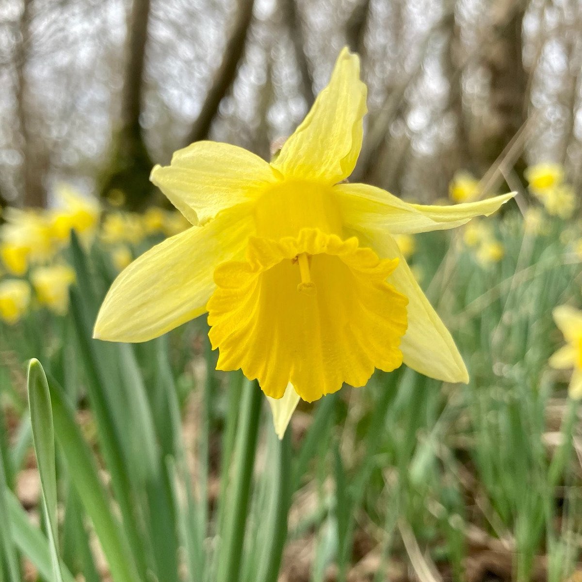 inDorsetuk's tweet photo. A lucky find! The Wild daffodil (Narcissus pseudonarcissus) only found in a few places in Dorset - they have pale yellow petals surrounding a darker yellow trumpet and relatively short (20 - 30 cm high).

#Daffodils #dorset #wildflowers #exploredorset #StayHomeStaySafe #inDorset https://t.co/tkrW9GgSCh