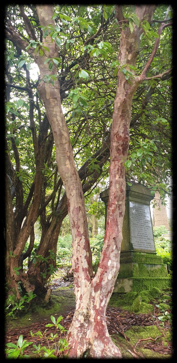 TheCemetress's tweet photo. Good morning Everyone 🌲✌🏽🖤
Hope you all have a lovely day!
I've no idea the name of this tree but it resembles human flesh being skinned! 
#MyFavePlace
#CemeteryTree 
#TheSkinnedTree
#IsDrLecterAbout
#ItPutsTheLotionOnItsSkin
#OrElseItGetsTheHoseAgain
#Treemmunity https://t.co/UB3oRgue4m