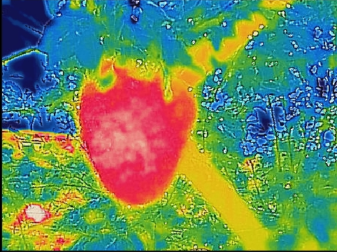 JohnFeltwell's tweet image. Thermal imaging (using Flir) of honeybee swarm reveals their superb heating regulation - not bad for cold-blooded insects. #scienceweek #BritishScienceWeek2021 @britishbee