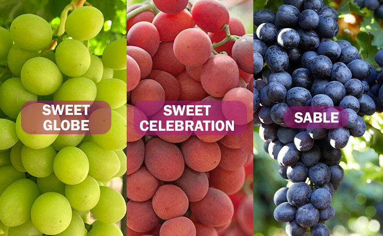 Uvasdoce's tweet image. Os dejamos información sobre algunas de las variedades que estamos recibiendo en nuestra campaña de #contrastación 

#Sable #SweetCelebration #SweetGlobe #uvasdoce #agricultura #FelizLunes 

uvasdoce.com/variedades-de-…