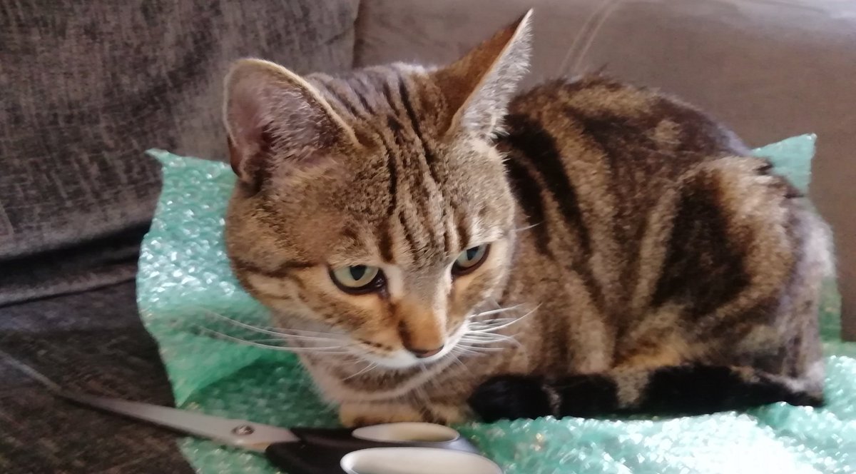 CelticKirri's tweet image. Getting a little 'help' with packing up orders this morning 😼
#PackagingProblems #NotMyCat #HowToWrapACat #CatsOfTwitter #WorkspaceCats