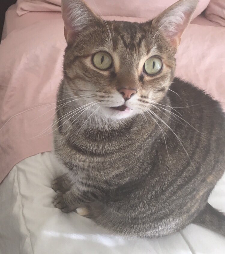 LeopoldLoveday's tweet photo. MORNING FURENDS! Loveday is thinking of a question for the last #TheBollocksClub broadcast.. WHAT COULD IT BE? #RickyGervaisAppreciationWeek #OB17 #BeKindToAnimals #AdoptDontShop ❤️🐾❤️ https://t.co/alXQnU8V6Y