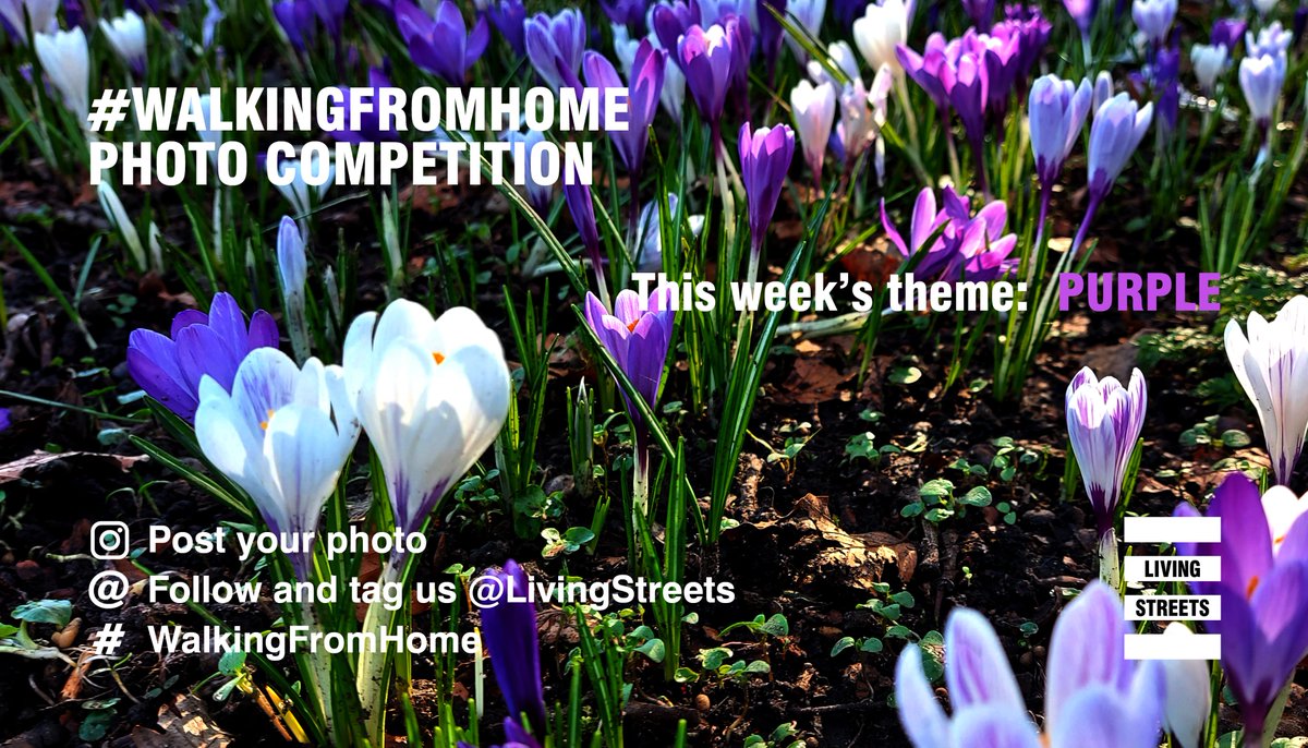 💜 This week's #WalkingFromHome theme = purple. 

🟪 Look out for all things purple on your daily walk. 

☂️ Take a snap, post it &amp; tag us to enter our #photography competition to win £25 shopping vouchers!

🍇 T&amp;Cs &amp; previous winners > 
livingstreets.org.uk/news-and-blog/…