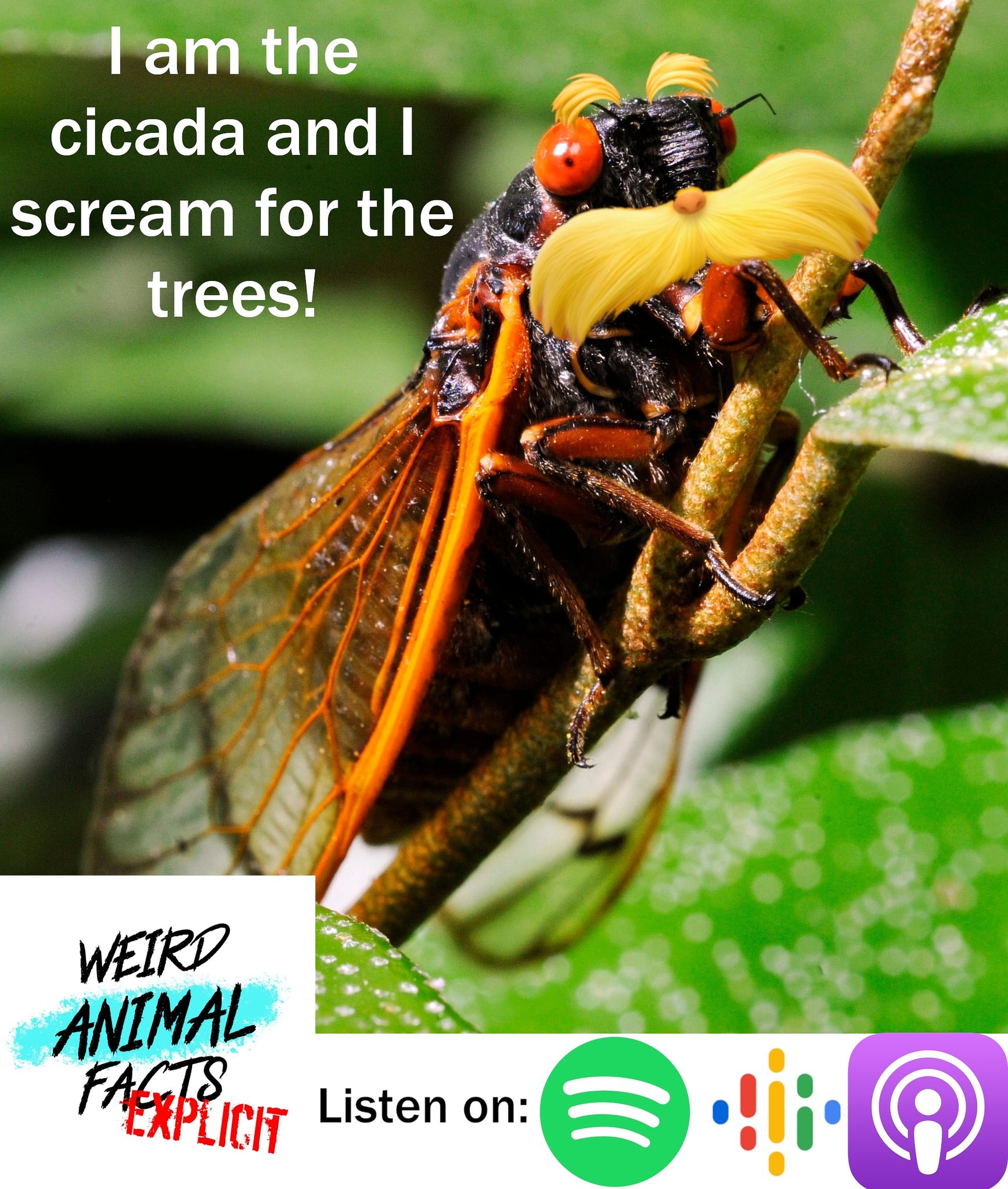 Weird Animal Facts: Explicit в Twitter: „AAAAAAAHHHHHH!!! #cicada #lorax #DrSeuss #trees #scream #weirdanimalfacts #screamforthetrees #podcast # animals /a4m2FtmEvr“ / Twitter Weird Animal Facts: Explicit в Twitter: „AAAAAAAHHHHHH!!! #cicada #lorax #DrSeuss #trees #scream #weirdanimalfacts #screamforthetrees #podcast # animals /a4m2FtmEvr“ / Twitter