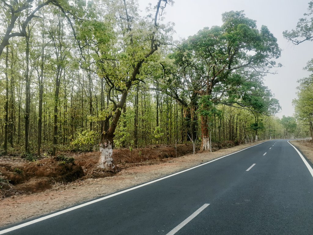chirachinmaya's tweet photo. Reason behind the greenery is, a drop of rain...♥️ 
Location- #Hindol Satmile Route ..

#SaveTreeSaveWater
#SaveForest
#goodnight
#Odisha https://t.co/Q98MCvssnf