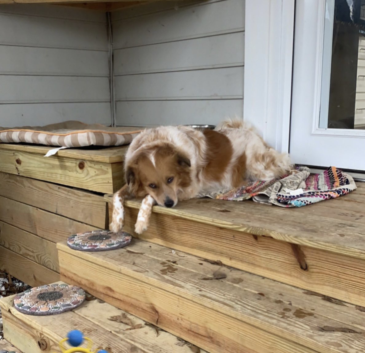 1CrowdedTable's tweet photo. If Monday had a face.  #Rainday #RescueDogs #MondayMood #IfMondayhadaface https://t.co/6auDhfGTMe