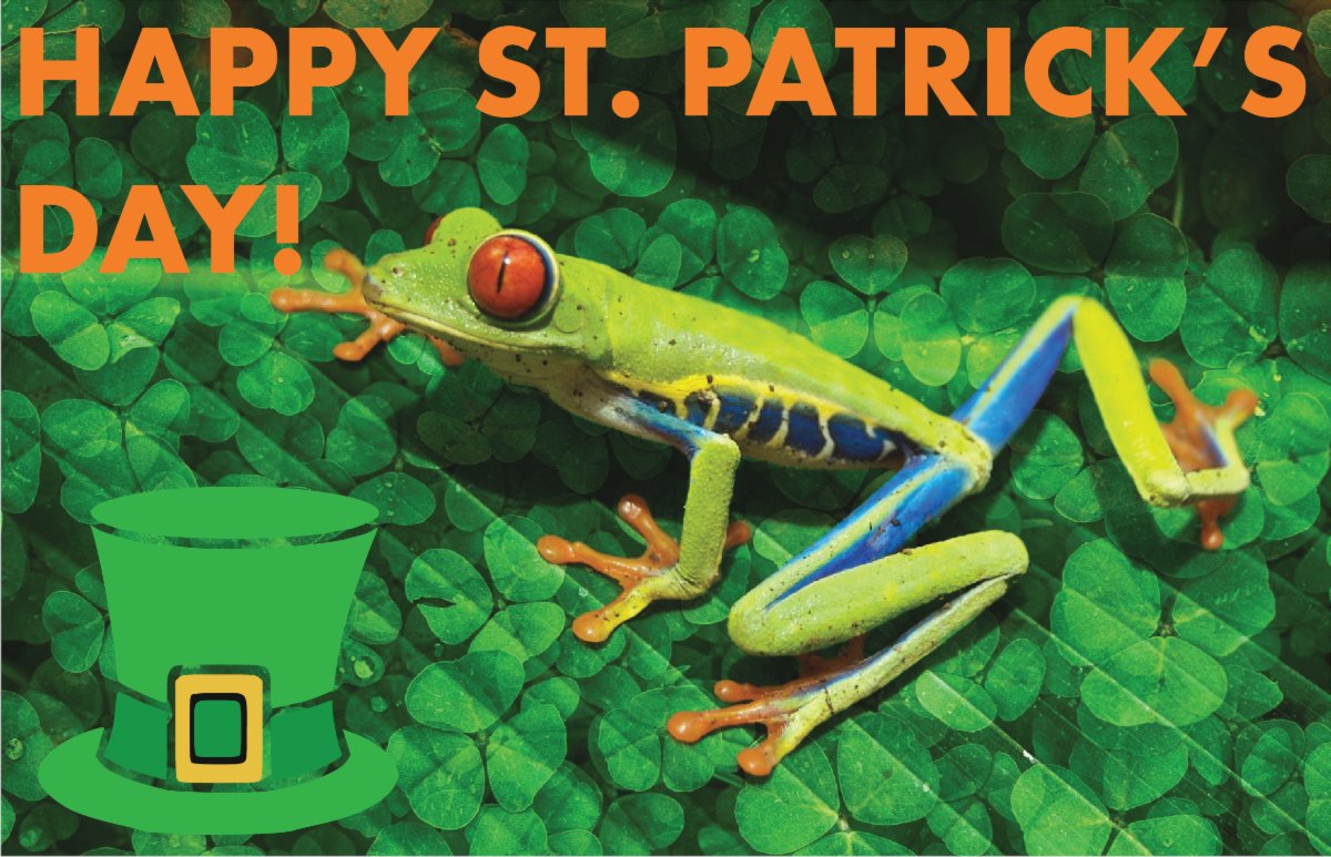 Get your custom St. Patrick's Day shirt for 20% off! conta.cc/3cCZZgZ