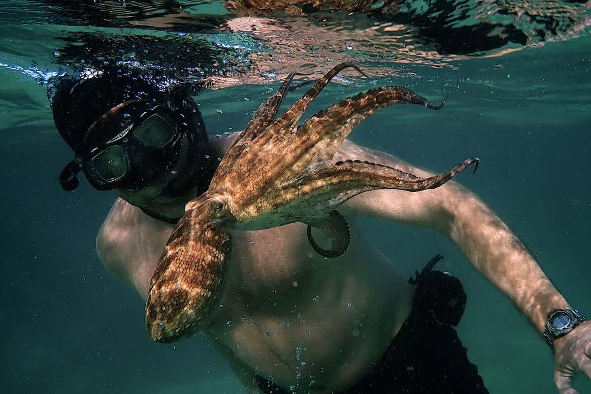 newscientist's tweet photo. Netflix's My Octopus Teacher is among the #oscarnoms for best documentary.

"One can excuse My Octopus Teacher’s occasional sentimentality for its intimate, absorbing view into an alien life," @elle_hunt wrote in her review. https://t.co/Qw0Ssw6kOn https://t.co/1dYboEs0fA