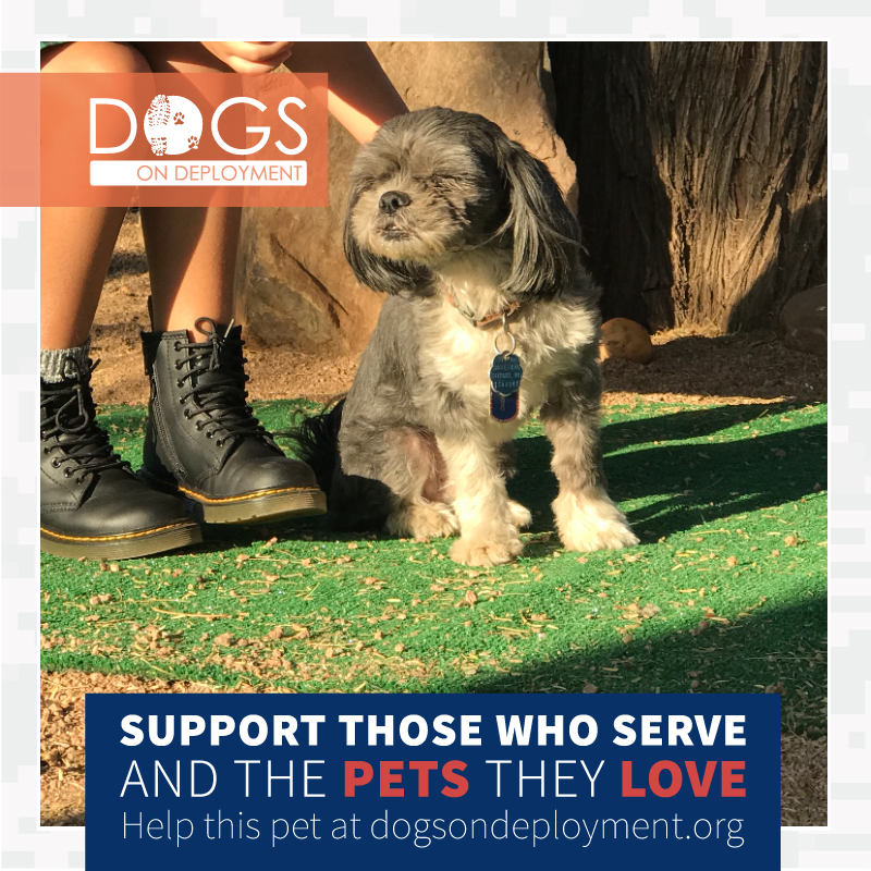 DogsonDeploymnt's tweet photo. Phoenix , AZ #DoDBoarders needed 3 dogs 3/31/2021 - 5/31/2022. #Army mom #deploying. Otis, Pito & Mini are good with kids & dogs. To learn more register at https://t.co/jcuJCtYdAX.
#DogsonDeployment #DODMission #DoDPetInNeed #DoDFoster #Phoenix #ARIZONA https://t.co/wWplXaRsb5