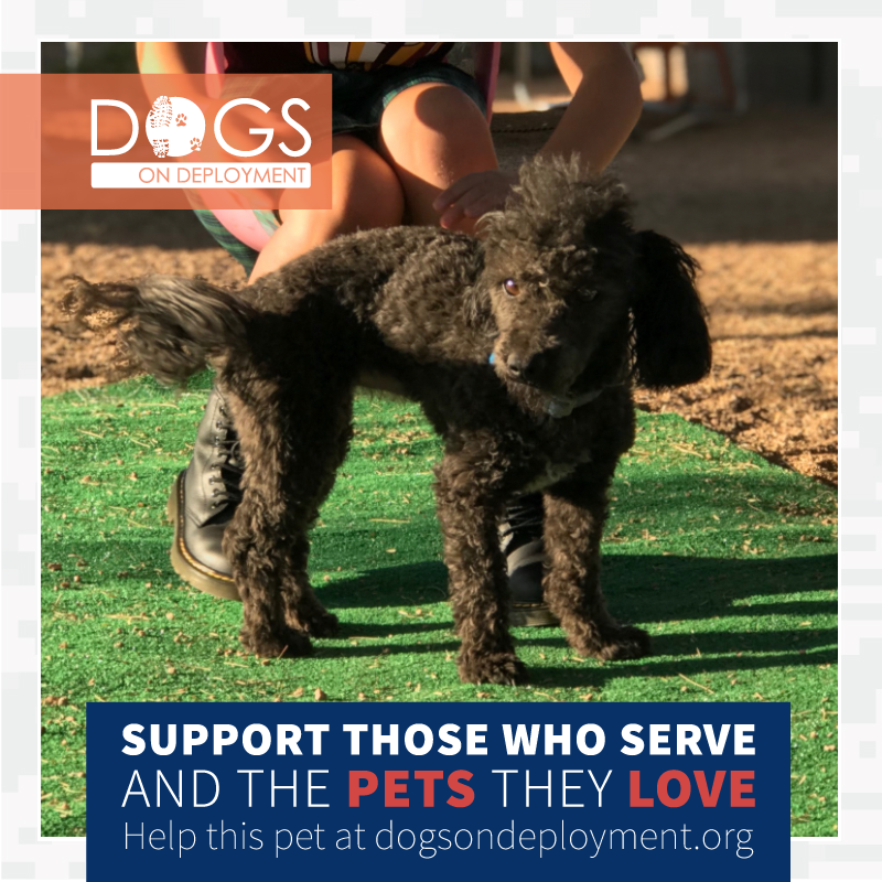 DogsonDeploymnt's tweet photo. Phoenix , AZ #DoDBoarders needed 3 dogs 3/31/2021 - 5/31/2022. #Army mom #deploying. Otis, Pito & Mini are good with kids & dogs. To learn more register at https://t.co/jcuJCtYdAX.
#DogsonDeployment #DODMission #DoDPetInNeed #DoDFoster #Phoenix #ARIZONA https://t.co/wWplXaRsb5