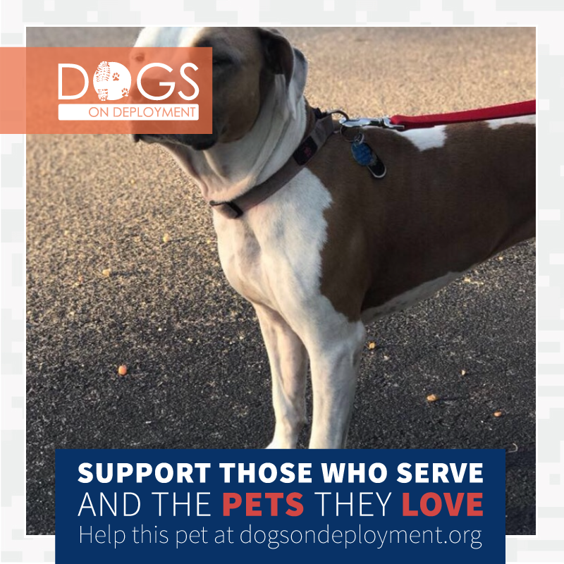 DogsonDeploymnt's tweet photo. Phoenix , AZ #DoDBoarders needed 3 dogs 3/31/2021 - 5/31/2022. #Army mom #deploying. Otis, Pito & Mini are good with kids & dogs. To learn more register at https://t.co/jcuJCtYdAX.
#DogsonDeployment #DODMission #DoDPetInNeed #DoDFoster #Phoenix #ARIZONA https://t.co/wWplXaRsb5