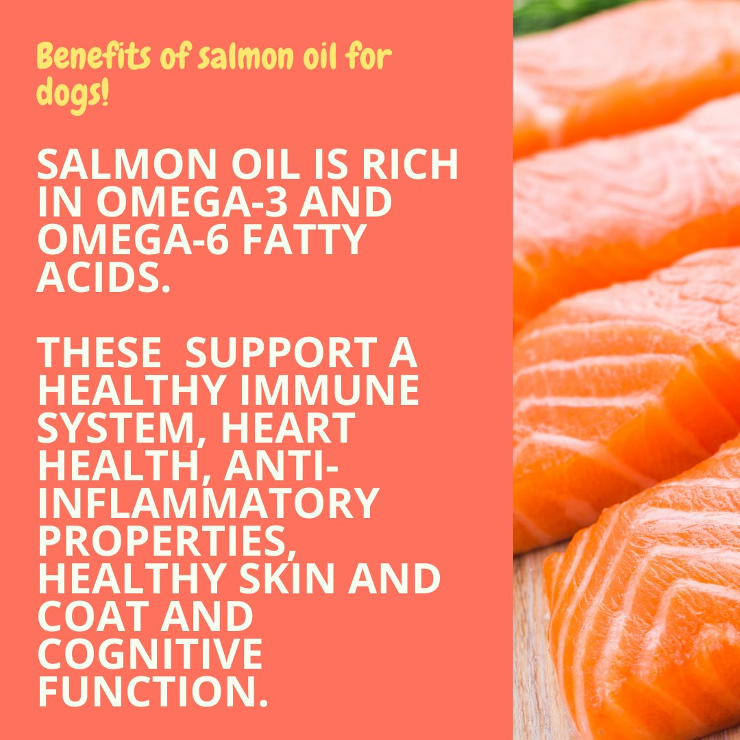 FetchDogTreats's tweet image. &quot;Salmon oil for dogs is like the best thing, next to the invention of tennis balls,&quot; said every veterinarian and scientist ever. 

#GoFetchHappy #SafeForPets #SafeDogTreats  #OhFish #DoggosOfInstagram #DogsOfInstagram #USAMade #DogFoodie #Salmon