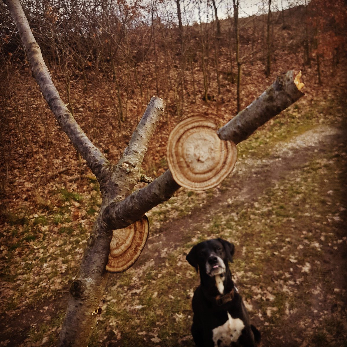 InspirationWald (@inspirationwald) on Twitter photo 