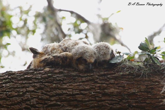แง ไปเจอมาเป็นความรู้ใหม่ พึ่งรู้ว่าจริงๆแล้วลูกนกฮูกจะไม่ค่อยยืนหลับเหมือนสัตว์ปีกปกติ แต่น้องจะชอบนอนคว่ำอ่ะ นอนแบบท่าเหมือนคนเลย อยู่บนต้นไม้สูงๆก็ยังนอนคว่ำได้เหมือนกัน น่ารักมาก 😭💕