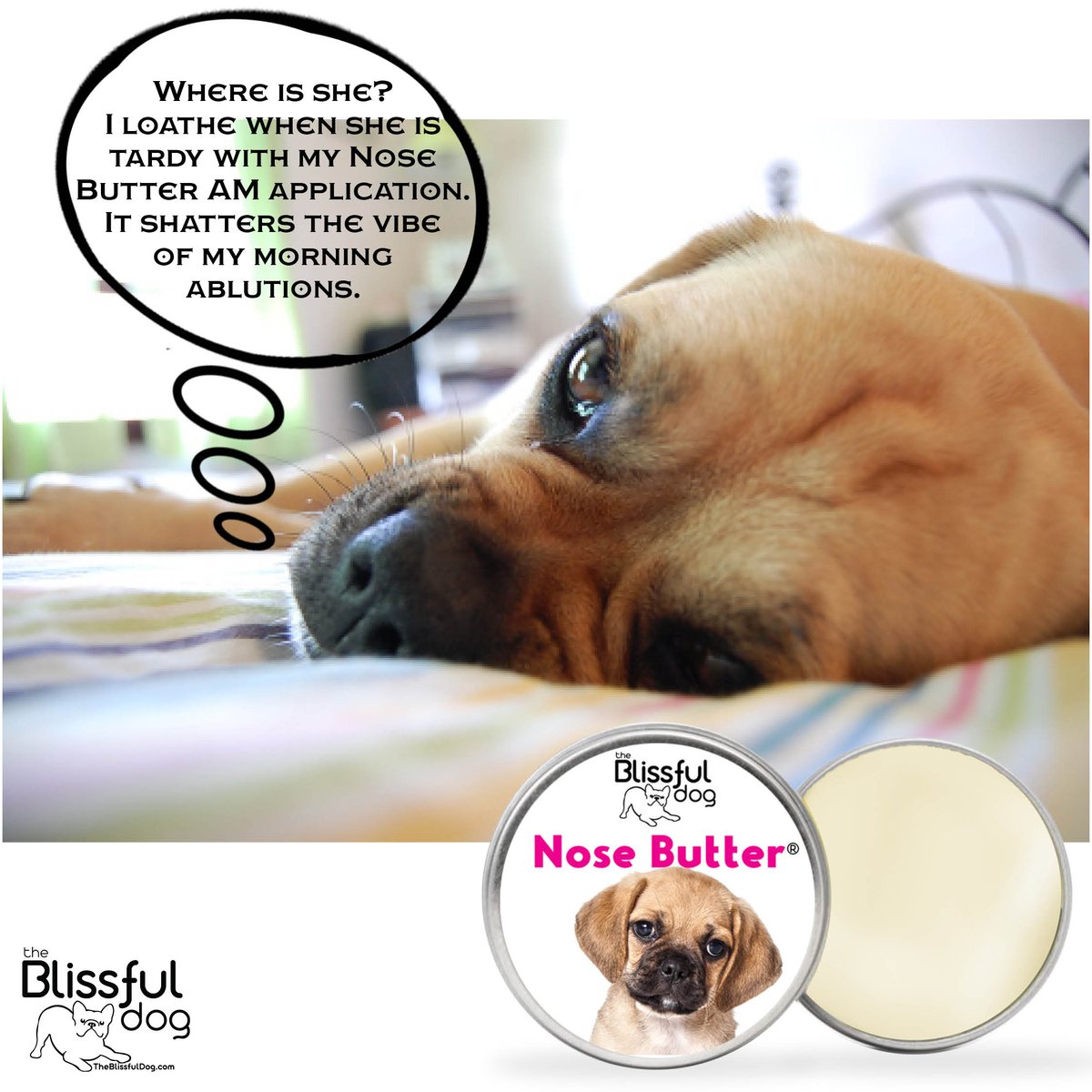 Same here, Sir Puggle, same here! #theblissfuldog #puggle #nosebutter #drydognose #drypugglenose  #pugglesofinstagram #pugglelife #pugglelove #puggles #pugglecommunity